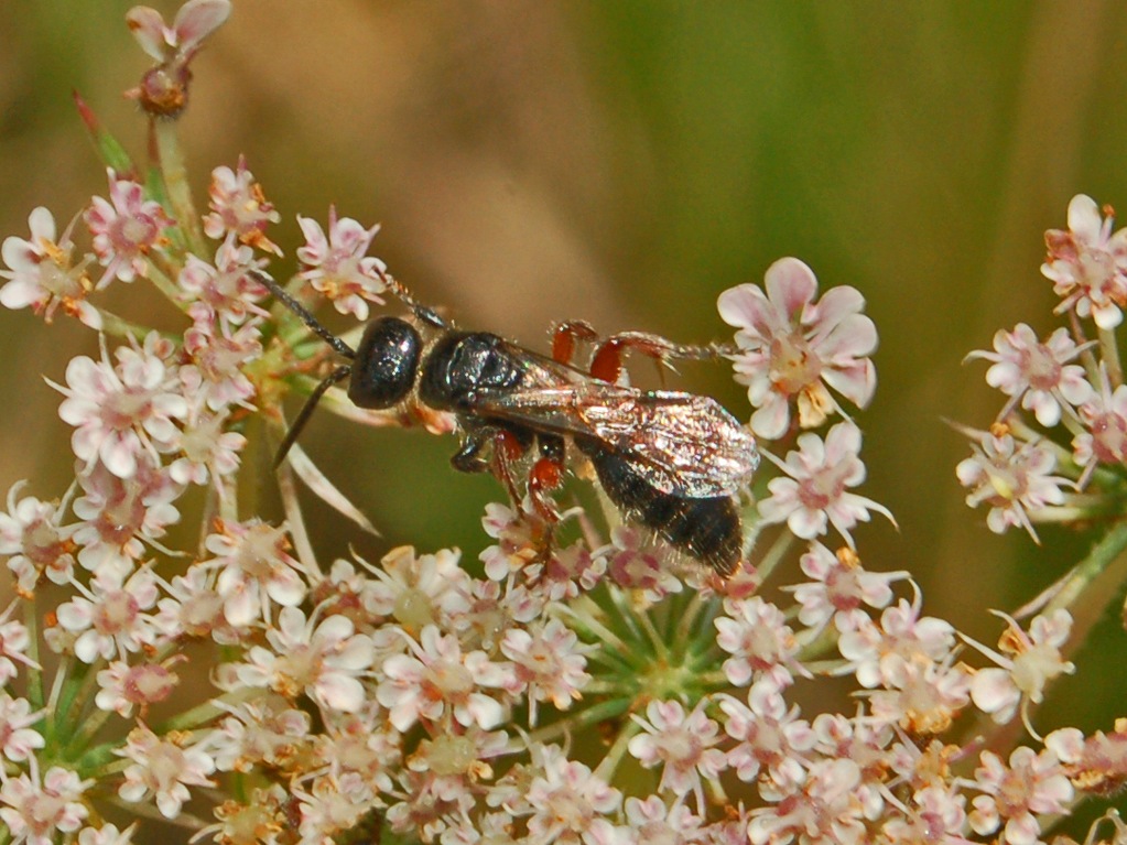 Apidae Halictinae: Lasioglossum  sp. o Halictus sp.